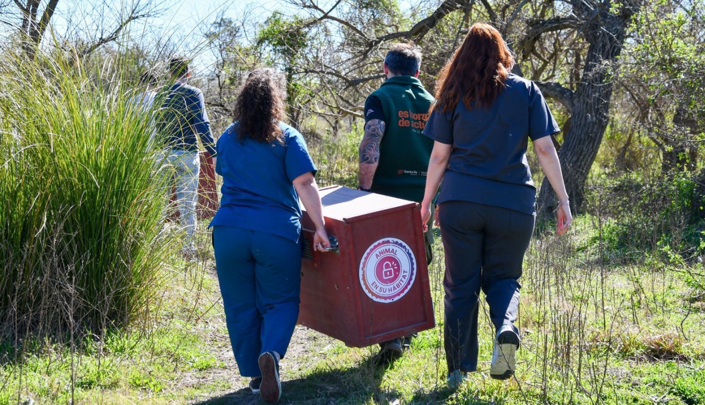 Biodiversidad: se concretaron más de 500 liberaciones de fauna silvestre en 2025 | Información General