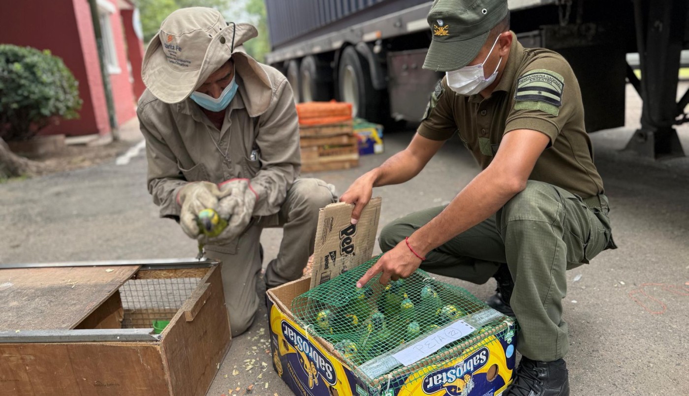 Rescataron a más de 500 animales silvestres tras operativo | Información General
