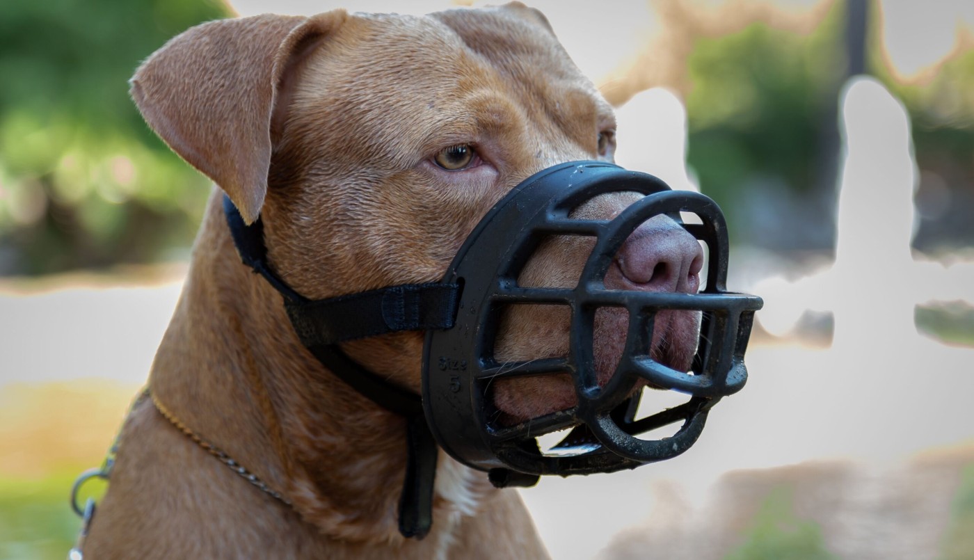 Santa Fe impulsa una ley de Seguridad Canina para prevenir ataques de perros peligrosos | Información General