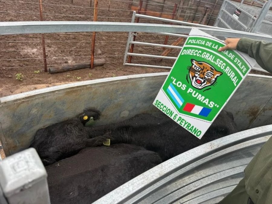 Recuperaron más de 160 animales que habían sido robados en un feedlot | Noticias