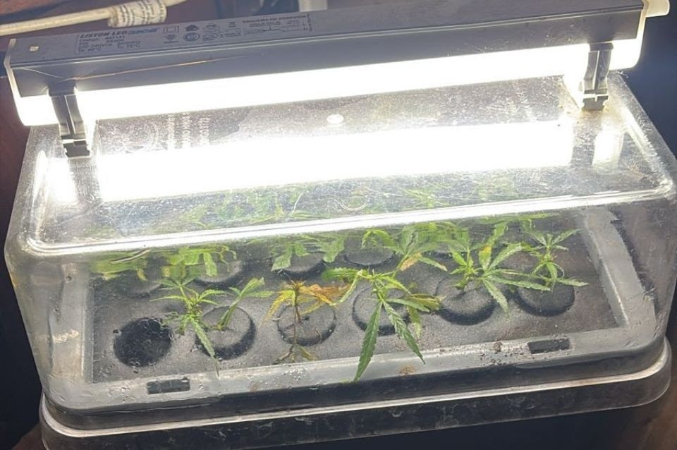 Lo denunciaron por violencia y hallaron plantas de cannabis en su casa | Información General