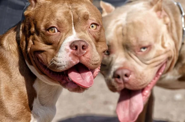 Dos pitbull atacaron y mataron a un caniche en Guadalupe Oeste: denuncian ataques previos | Información General