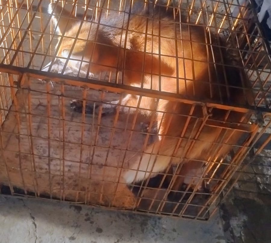 Monte Vera: apareció un aguará guazú en el garage de una casa | Policiales