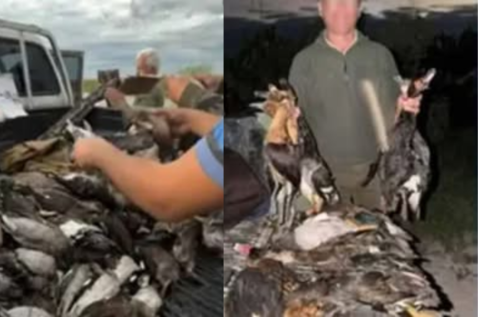 Investigan una caza ilegal masiva de patos y yacarés en el norte de Santa Fe | Información General