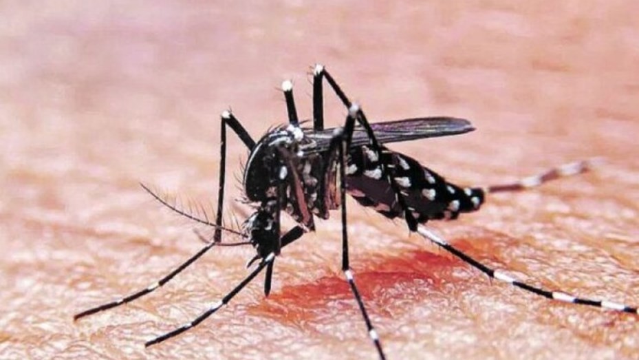 Santa Fe confirmó un segundo caso importado de dengue y alerta por gripe A | Salud