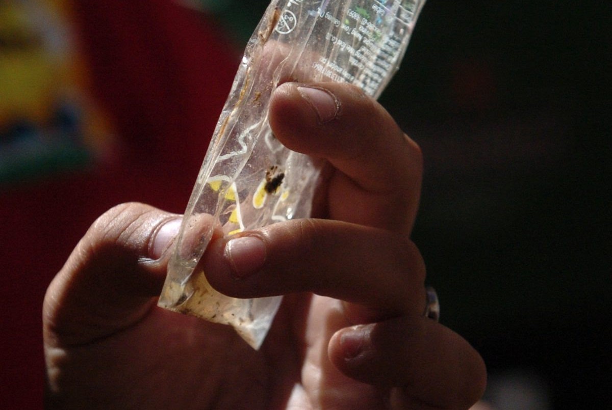 Baja la presencia del vector del dengue en la ciudad | Noticias