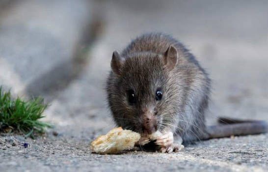 Hantavirus: qué se necesita saber y cuales son las recomendaciones para prevenir la enfermedad | Salud