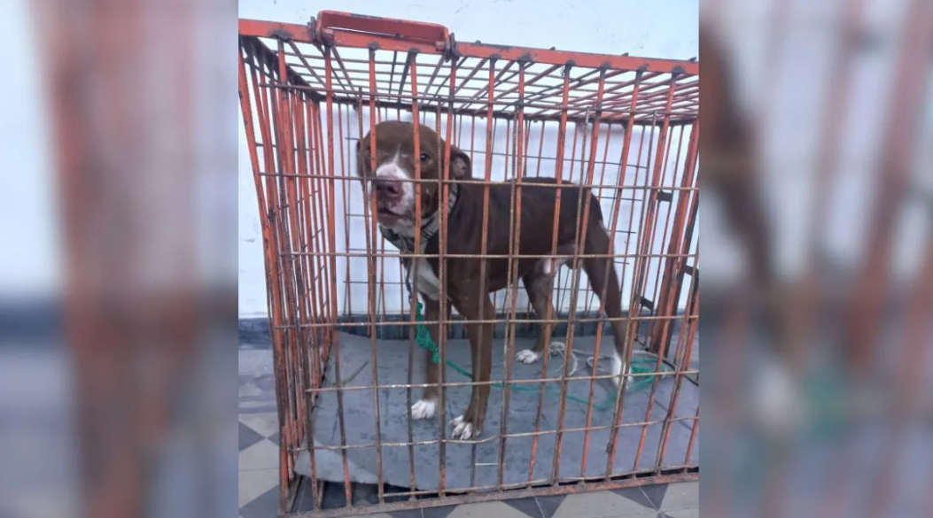 Rescataron a un pitbull víctima de maltrato animal: un hombre fue imputado | Noticias