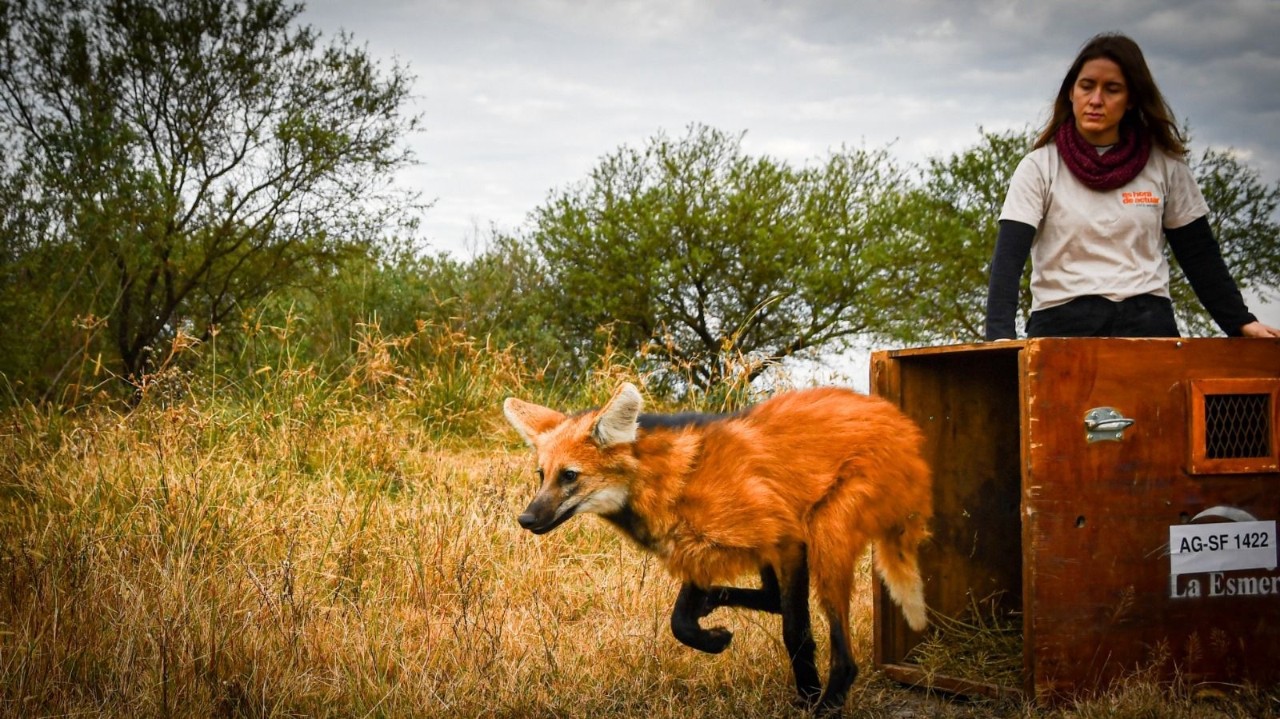 Más de 900 animales ya fueron devueltos a la naturaleza en 2026 | Información General