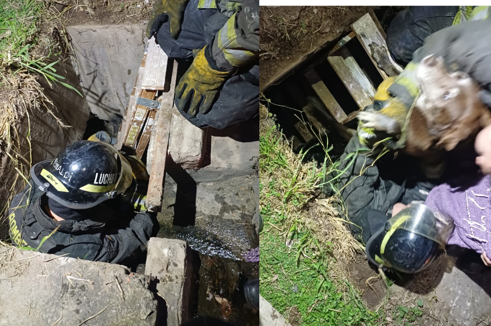 Rescate animal: los bomberos salvaron a un perro de una alcantarilla | Información General