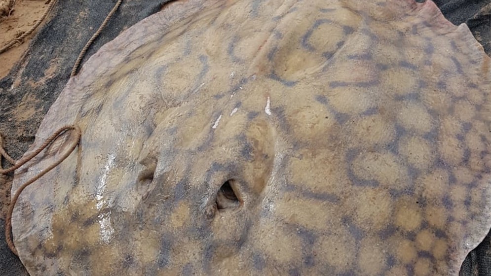 Documentaron el recorrido de una raya gigante a través del Río Paraná: recorrió más de 170 kilómetros | Información General