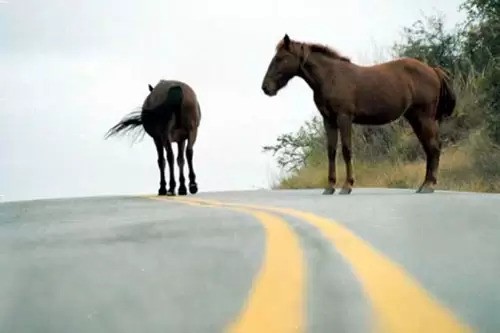 Advierten extremar precauciones ante la presencia de animales sueltos en la ruta | Información General