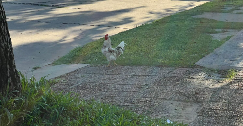 Barrio Ciudadela: cansado de escucharlo cantar, un vecino le disparó a un gallo | Noticias