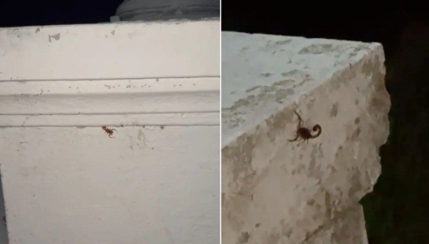 Alerta por la aparición de alacranes en la Costanera Oeste de Santa Fe | Noticias