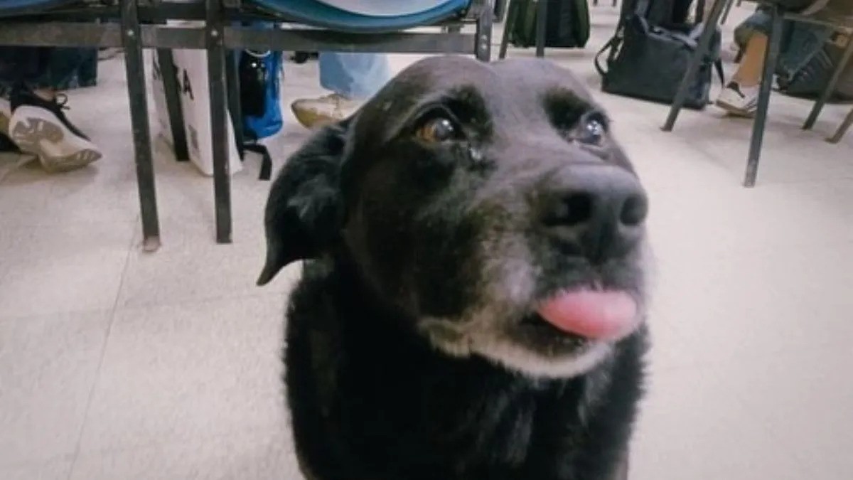 El Municipio confirmó que sancionará al dueño del pitbull que mató a “Garrafa” | Información General