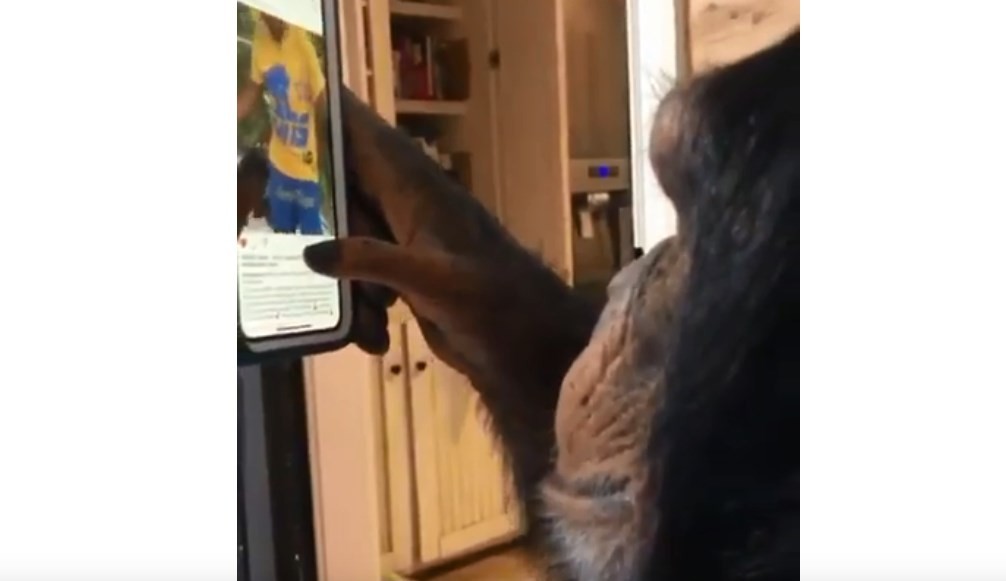 Video: así maneja Instagram un chimpancé "influencer" | Redes