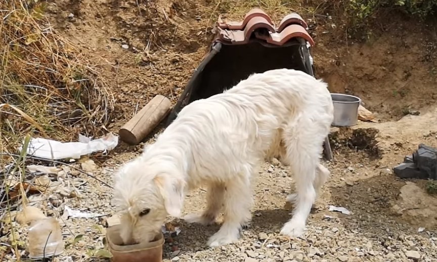 El perro que lleva un año y medio en la curva en la que se mató su dueño en un accidente de tránsito | Noticias