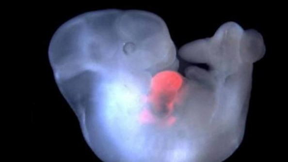 Japón aprueba la creación de embriones híbridos mitad humanos mitad animal | Noticias