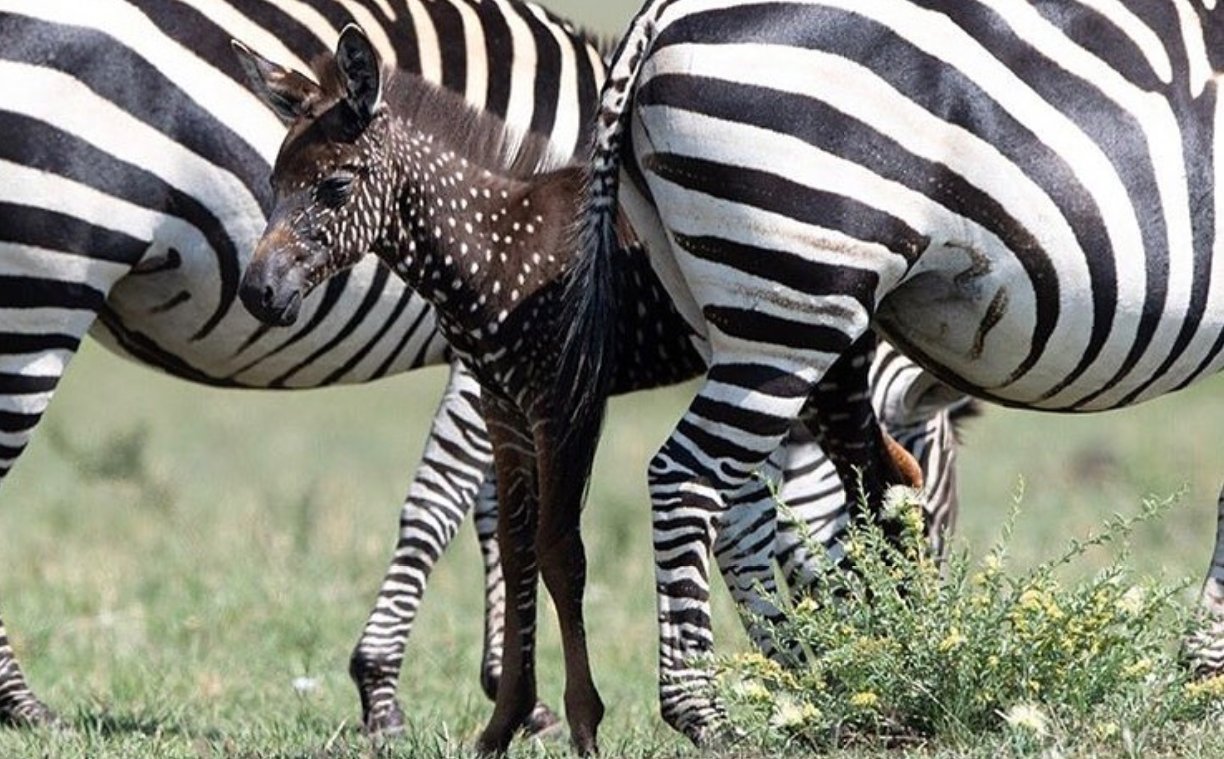 Es viral: la cebra bebé que nació con puntos y sin rayas | Noticias