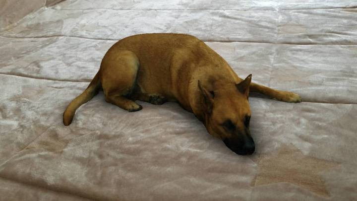 "Sasha Dog": ¿Cómo utilizar el filtro del perro? | Redes