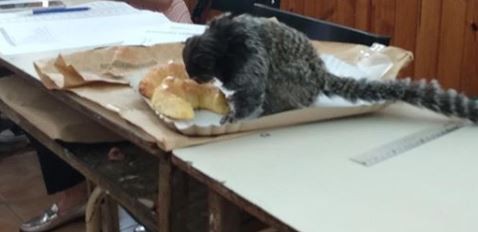 Elecciones para todos: hasta un mono se presentó a votar en Arrecifes | Información General