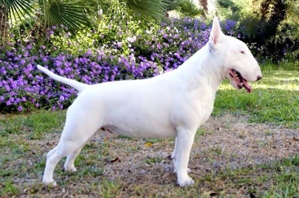 Una nena de dos años fue atacada por un perro de raza Bull Terrier | Noticias