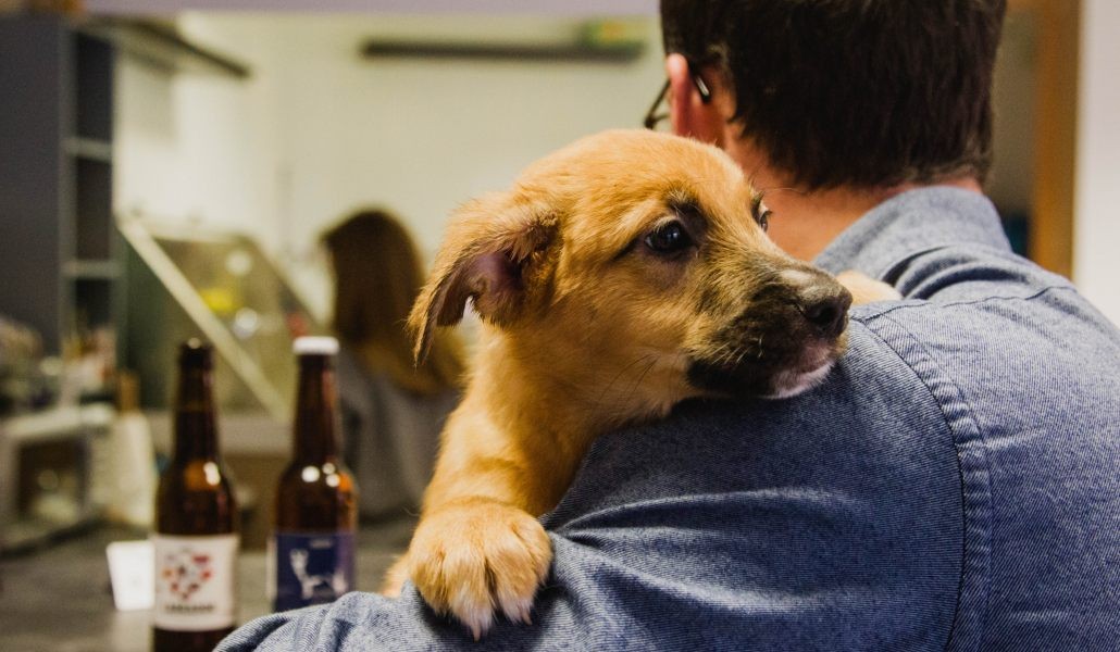 Cuáles son los nombres para perros más populares en Argentina | Noticias
