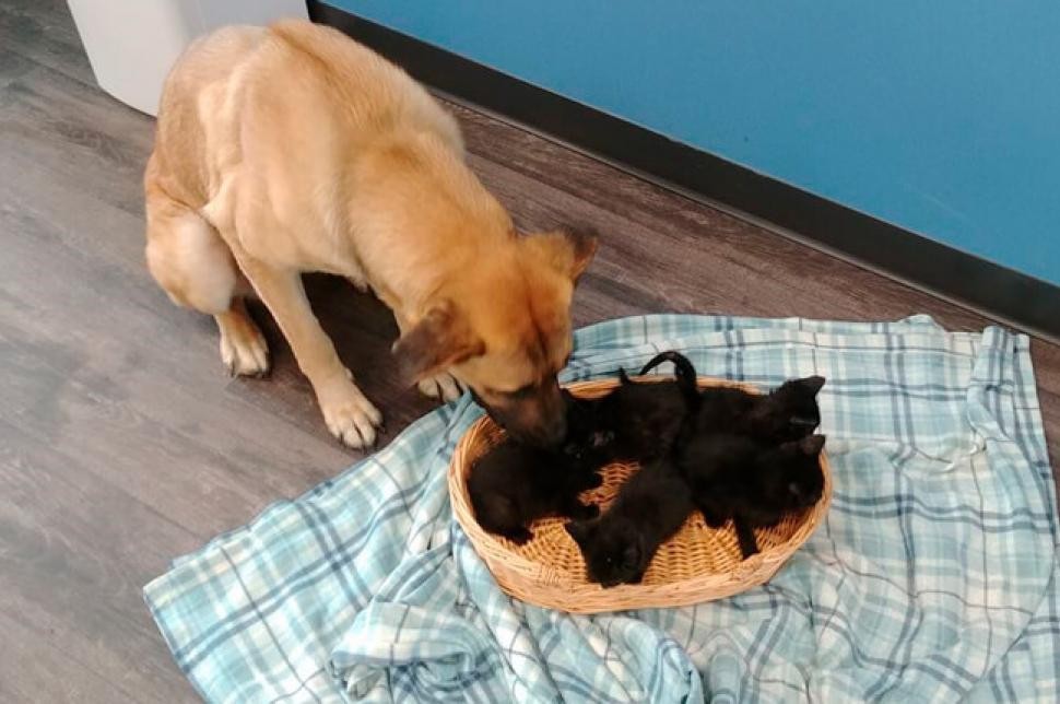 Conmovedora escena: perra callejera cobijó a gatitos abandonados al costado de la ruta con temperatura bajo cero | Información General