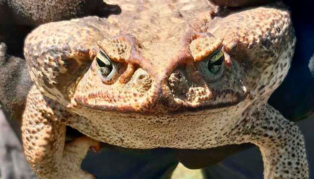 Pánico en un pueblo de Santa Fe por la aparición de un sapo gigante | Noticias