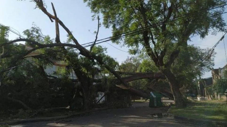 Gálvez: Murió aplastada por un árbol en medio de fuerte temporal | Noticias