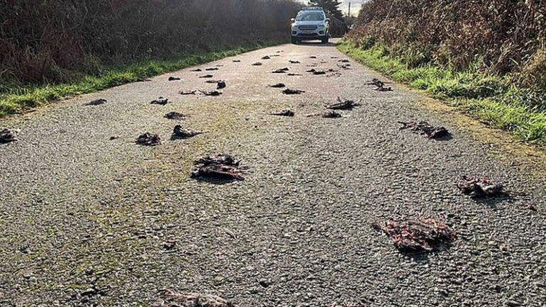 Video aterrador: misterio por 300 pájaros muertos que cayeron en una ruta | Información General
