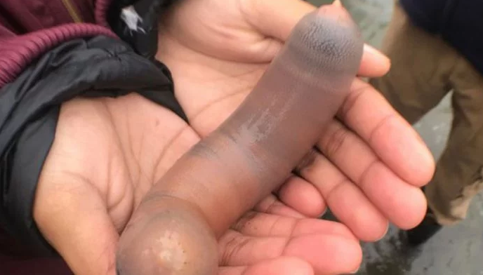 Miles de "peces pene" invadieron una playa en California | Información General
