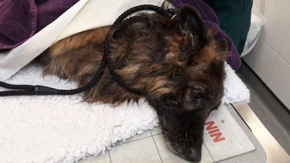 Detuvieron a una pareja que tiró a una perra al río atada a una piedra | Información General