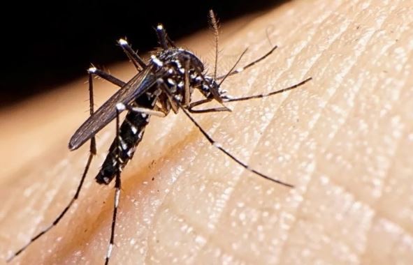 Dengue: confirman 45 casos en Formosa y 26 en Buenos Aires | Información General