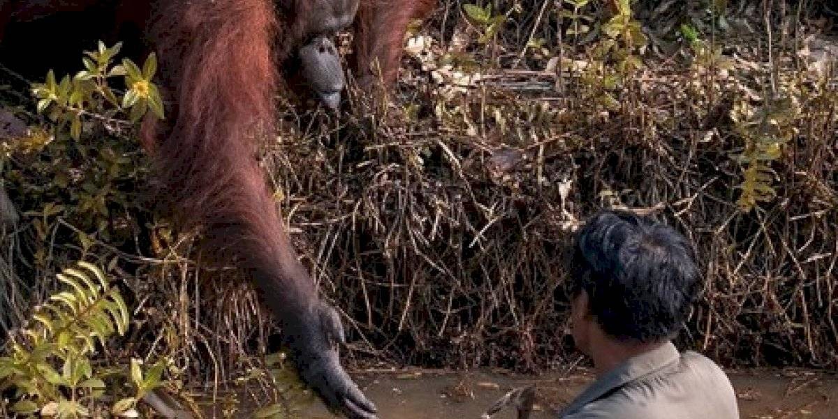 Foto conmovedora: la orangutana que le ofrece ayuda a un hombre en peligro | Redes