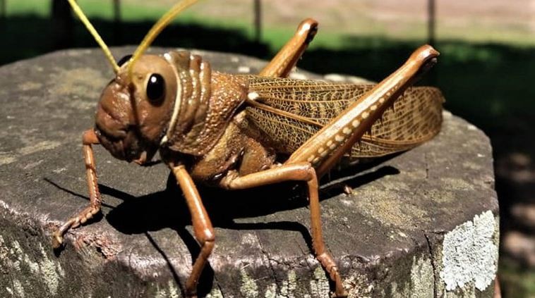 Alerta en la Patagonia por el avance de una plaga de insectos caníbales | Información General