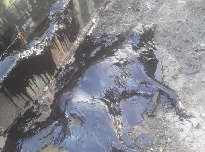 Conmovedor rescate en Merlo: le salvaron la vida a un perro que cayó en un pozo con brea | Redes