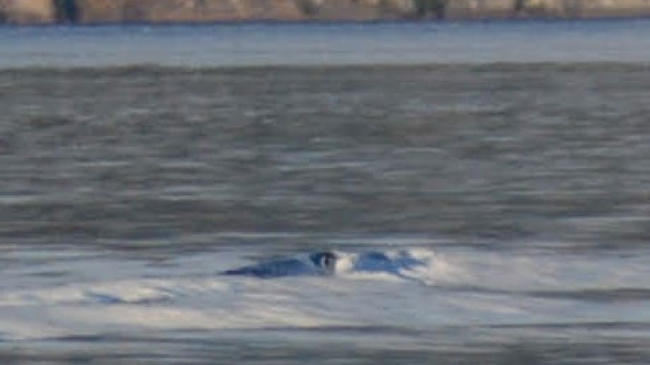 "El Nahuelito existe": nuevas fotos que reviven la leyenda de Bariloche | Redes