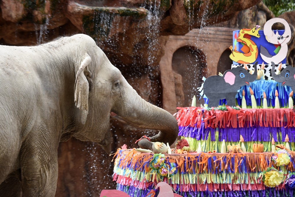 Con una torta de 135 kilos, le festejaron el cumpleaños 59 a la elefanta Trompita | Redes