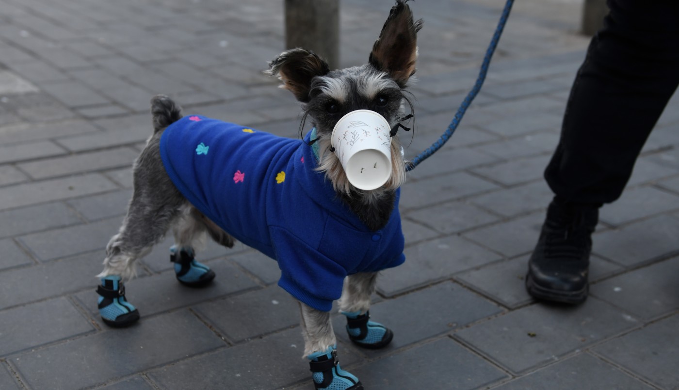 Los recursos para proteger a las mascotas chinas del coronavirus | Redes