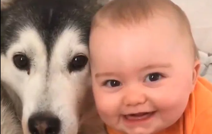 El TikTok más conmovedor: la adorable relación de un perro con el bebé de la casa | Redes
