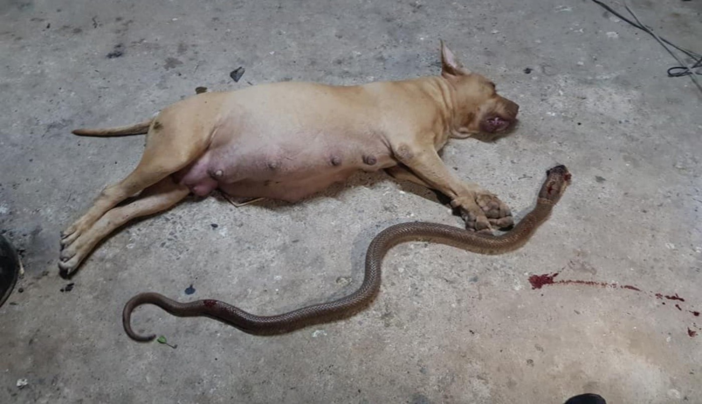 Murió una perra pitbull embarazada tras salvar a sus dueños del ataque de una serpiente | Redes
