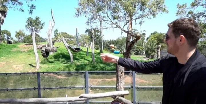 Michael Bublé le cantó a gorilas en un zoológico australiano | Espectaculos