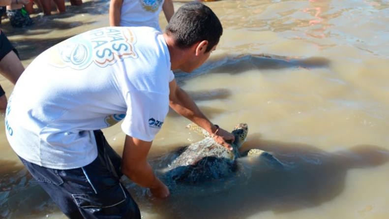 Video conmovedor: la tortuga marina que había defecado 14 gramos de plástico se recuperó y volvió al mar | Redes