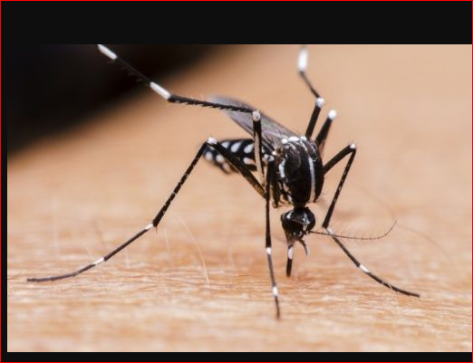 36 casos de dengue confirmados en la provincia y 20 en estudio | Noticias