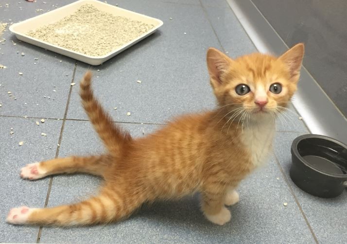 Emotivo: un gatito parapléjico que no podía ponerse de pie, ahora trepa y juega | Redes