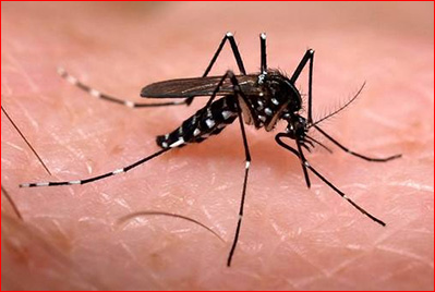 Dengue: 115 casos confirmados en la provincia y 11 en estudio | Noticias