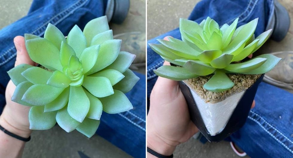 Una mujer regó una planta durante dos años hasta que se dio cuenta que era artificial | Redes