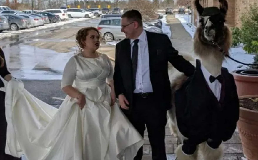 La extraña razón por la que un hombre llevó una llama al casamiento de su hermana | Redes