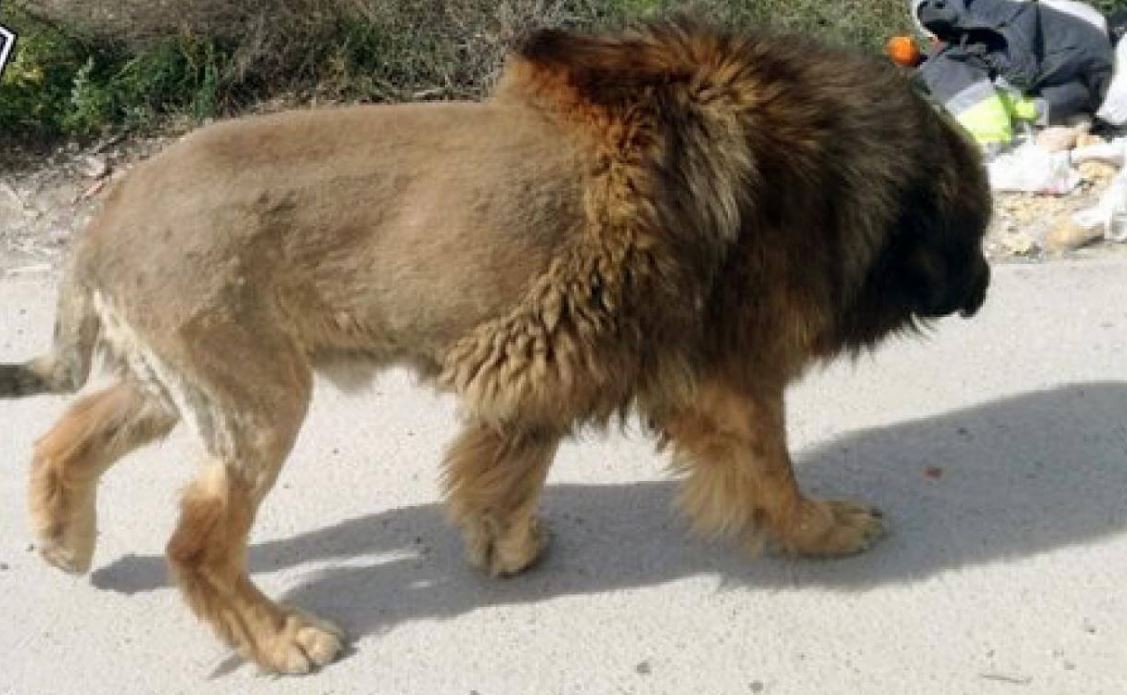Insólito: llamaron a la policía atemorizados por un león suelto, pero se llevaron una sorpresa | Redes